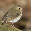 Swainson's Thrush